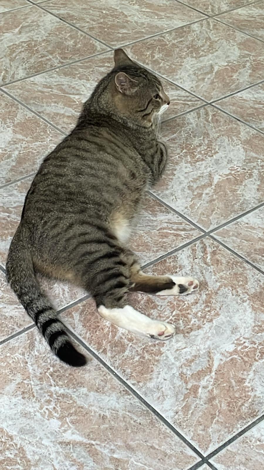 Gatto dolcissimo cerca casa